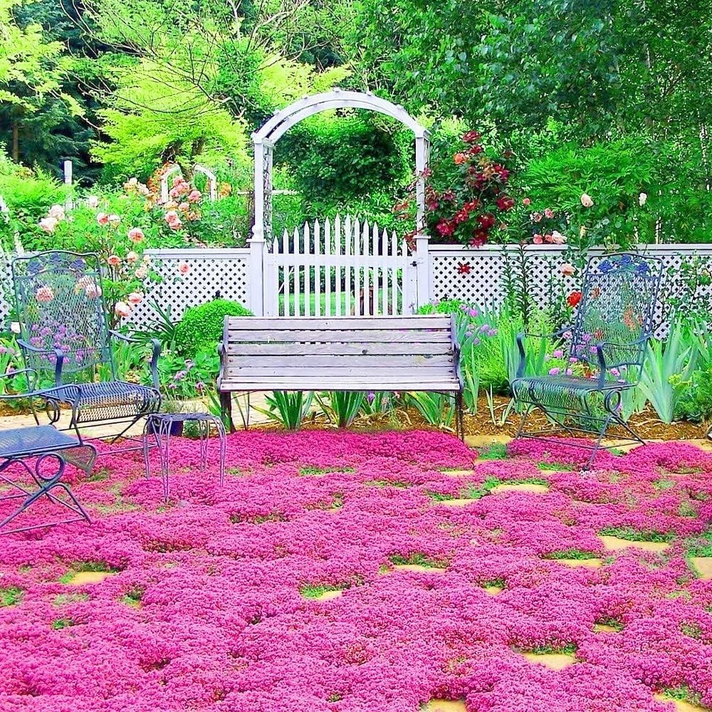 20000 Red Creeping Thyme Seeds Perennial Ground Cover Plant Seeds