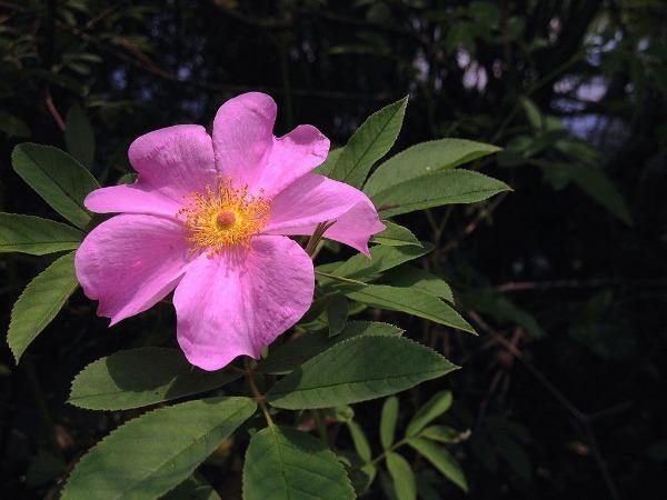 Rosa palustris | Wild Rose | Swamp Rose | Willow-Leaved Hudson Rose | 10 Seeds