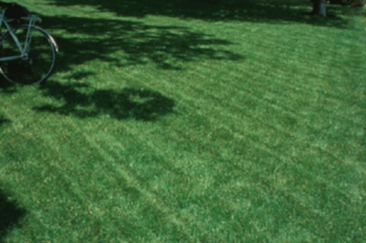 Turf Type Tall Fescue Seed, (5 lb. Pack), Grass Seed, Pro Blend, Primetime
