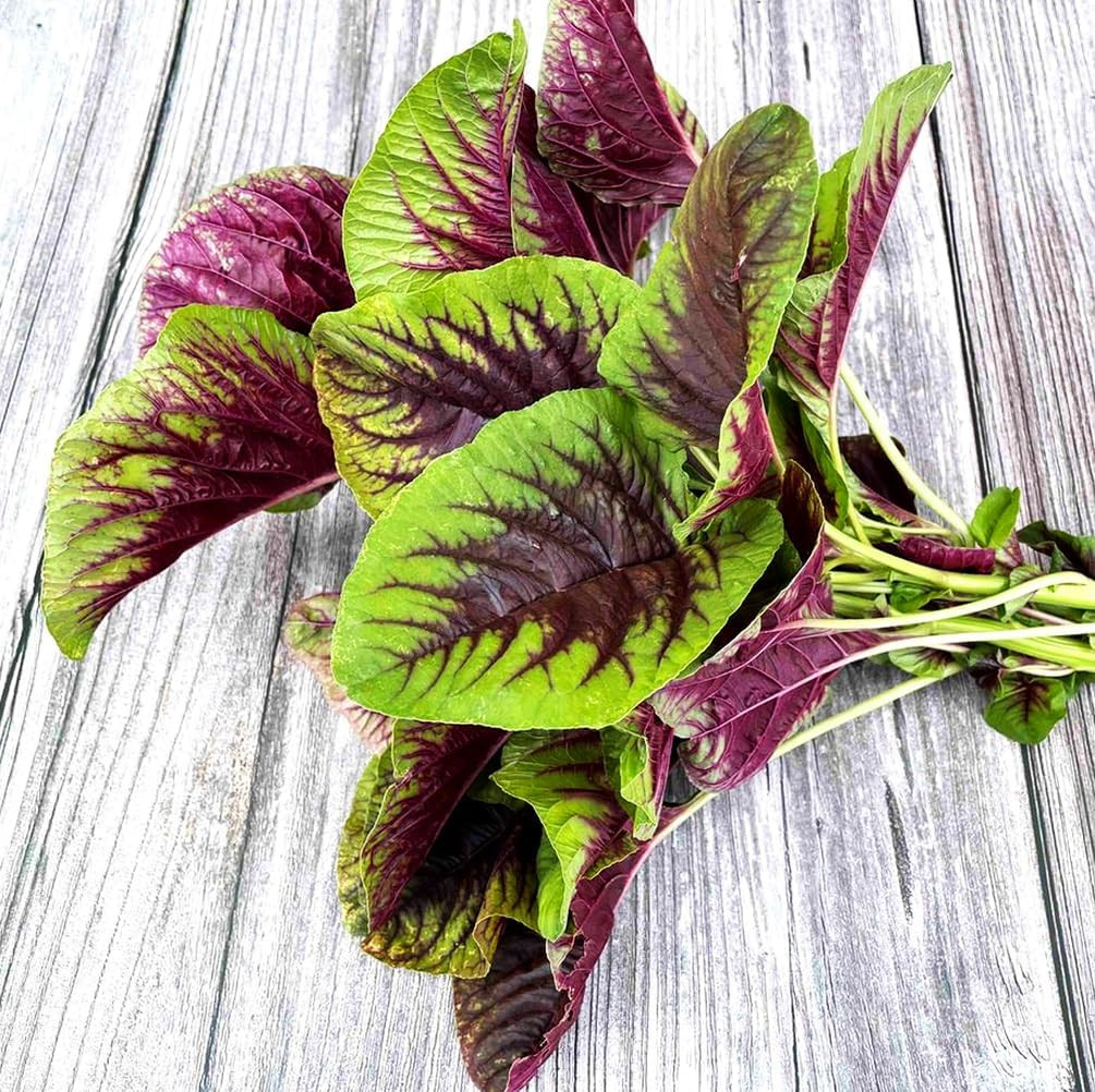 500 Pcs Red Stripe Leaf Amaranth Seeds – Edible Spinach-Like Salad Green Spinach