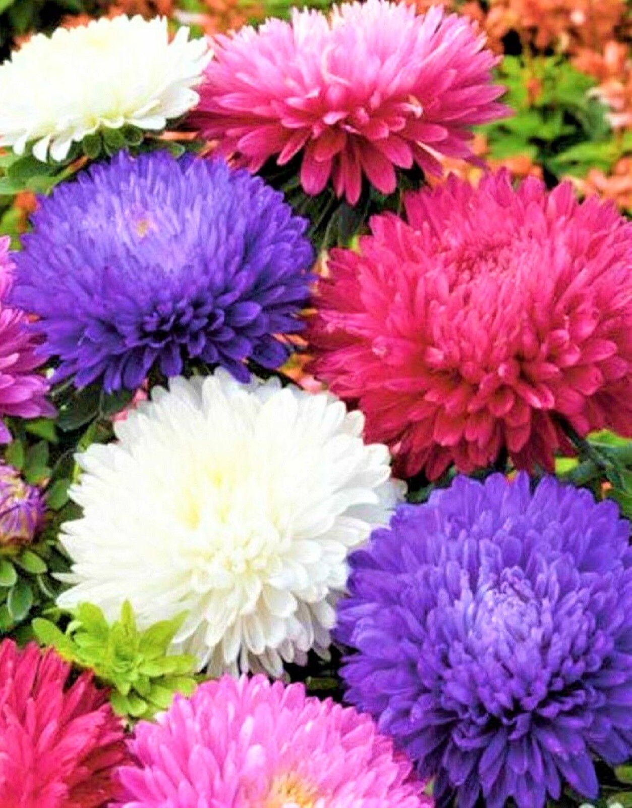 Aster Seeds Powder Puff Mix NON-GMO 300+ SEEDS BUY 4 ITEMS FREE SHIPPING