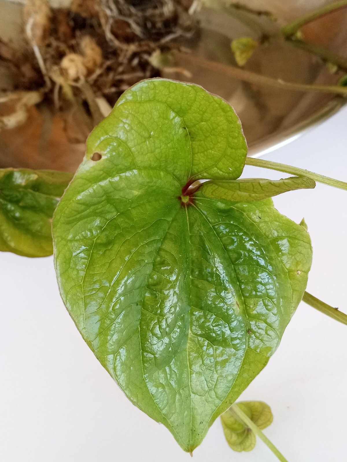 3 Chinese Yam 山药/淮山 Cinnamon Vine Dioscorea Opposita Live Rooted Plants 