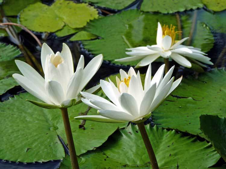 Nymphaea pubescens White 100 seeds