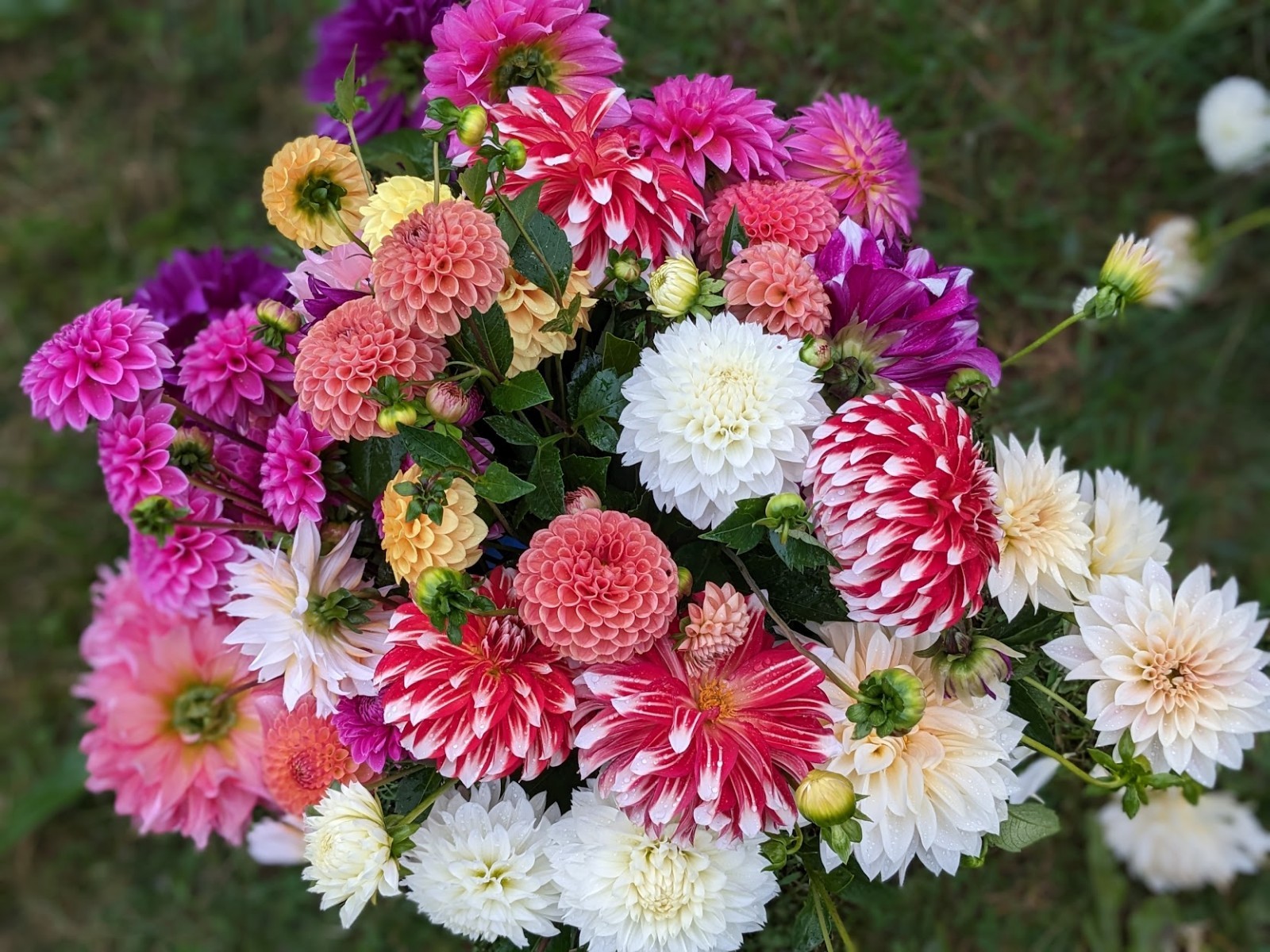 Dahlia tubers bulbs for planting – grown in Maryland