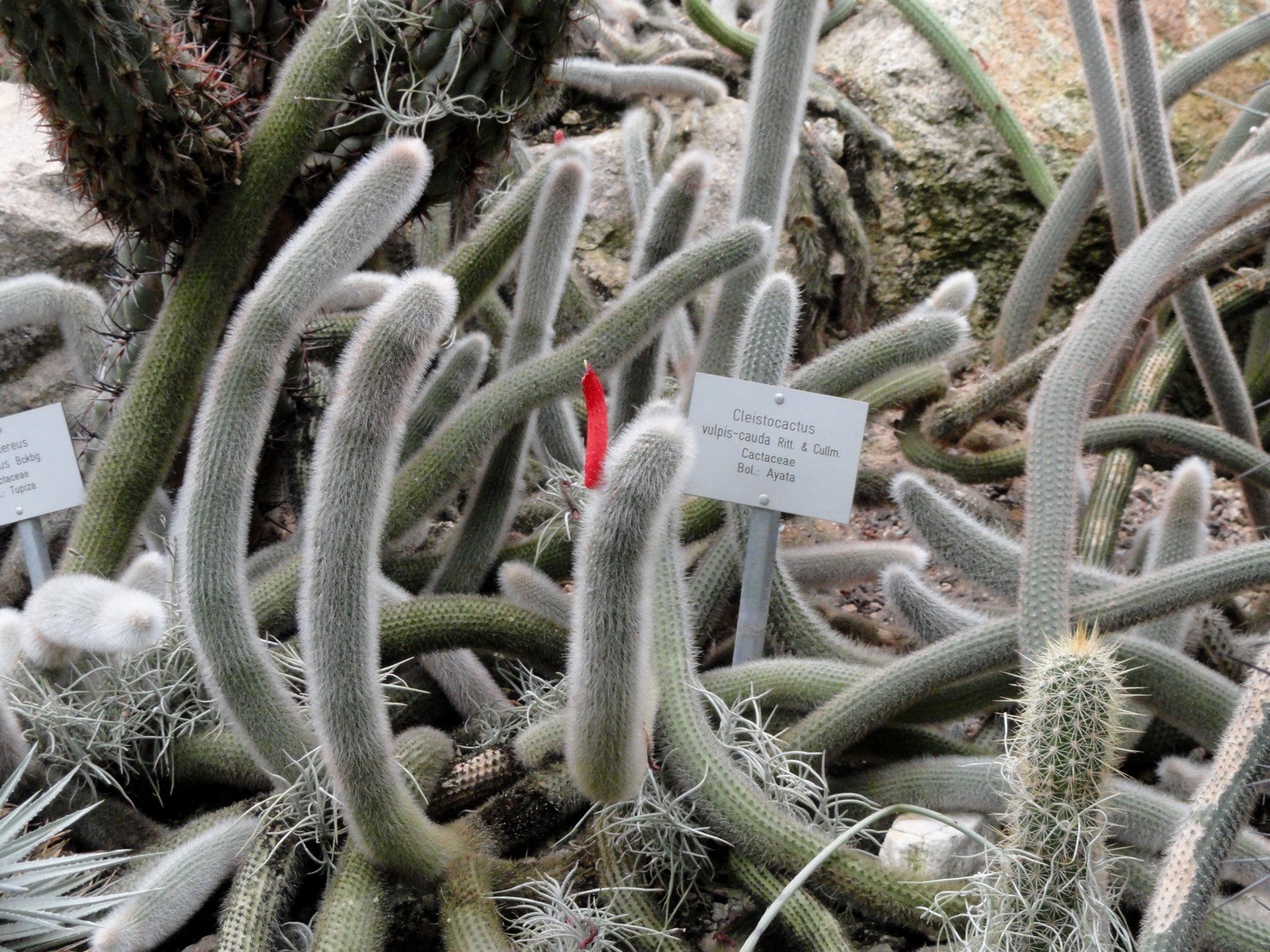 Cleistocactus vulpis-cauda 100 Seeds