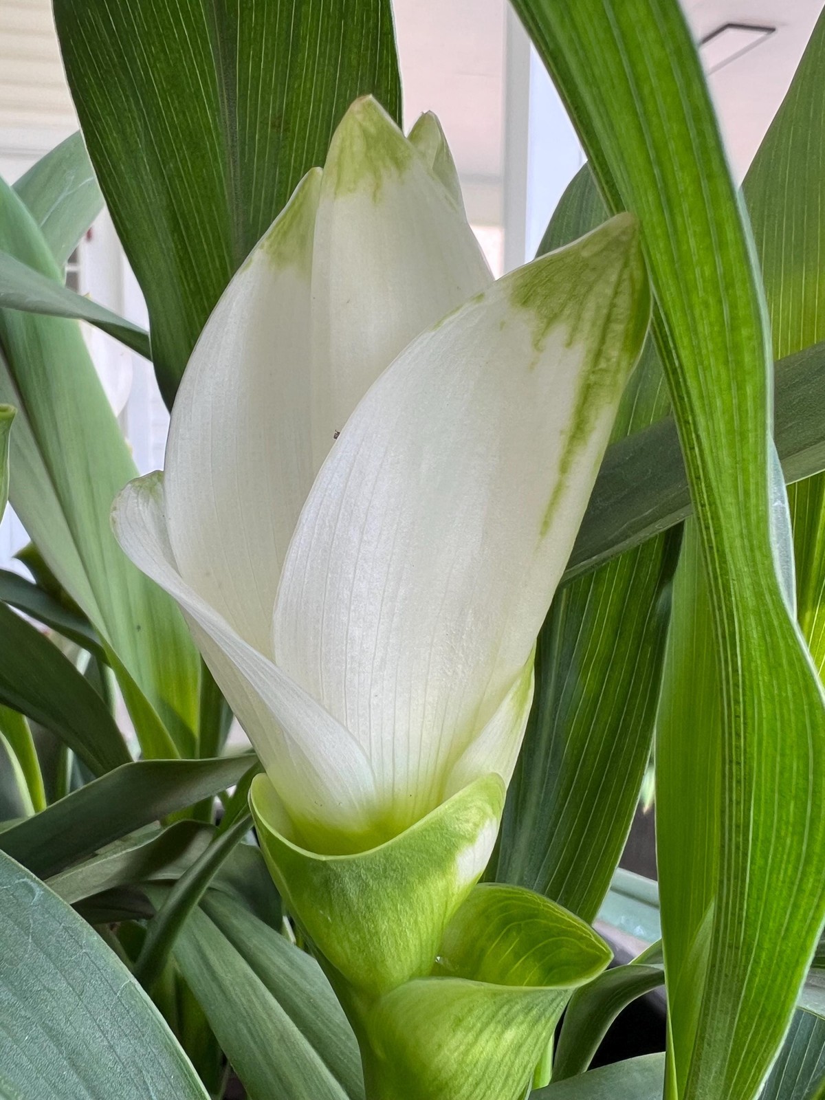 White with Green Tips Curcuma Comosa – US Seller