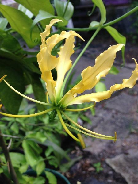 Gloriosa superba lutea | Flame or Climbing Lily | 25 Seeds