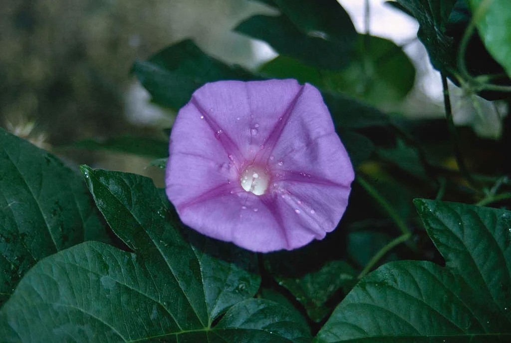 Ipomoea indica | Morning Glory | Blue Dawnflower | Oceanblue | 10_Seeds