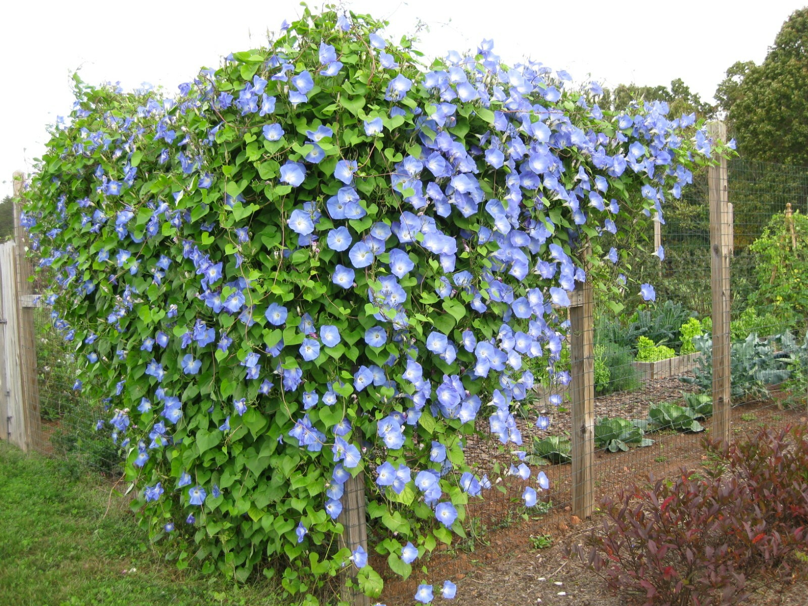 25 MORNING GLORY HEAVENLY BLUE SEEDS 15 ft FRESH HARVEST FOR GARDENS