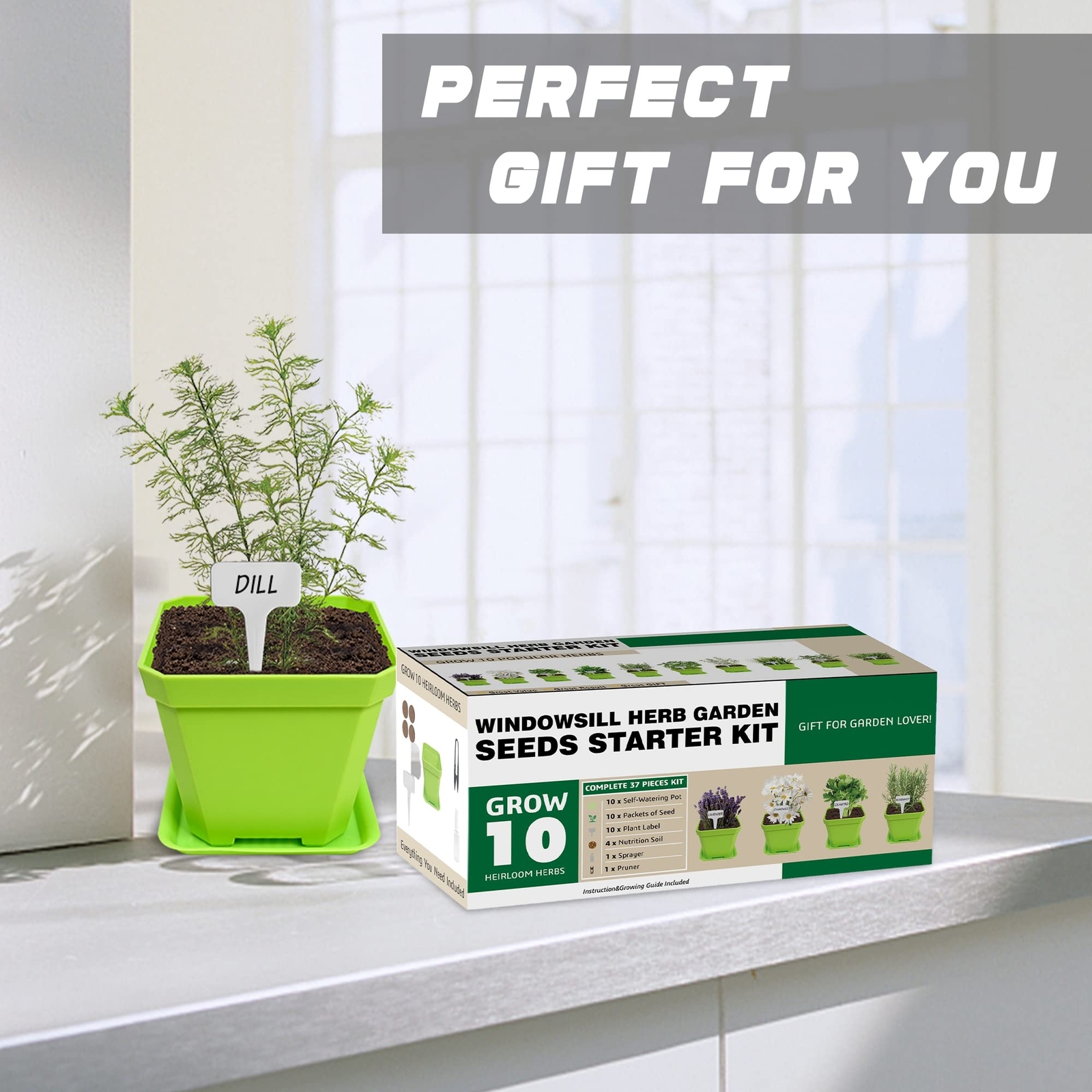 10 Herb Seeds Garden Starter Grow Kit Indoor Potted Plant Set for Kitchen