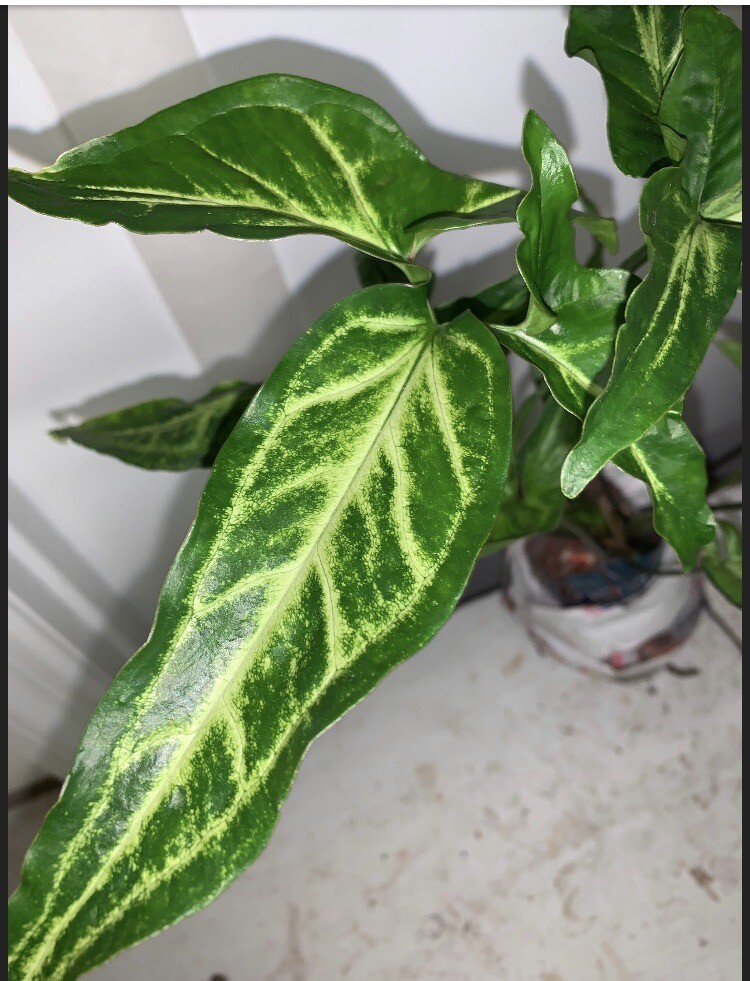 Syngonium Podophyllum Variegated deep cut arrow head plant.