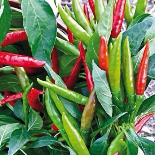 50+ Thai Hot Pepper Seeds | Heirloom ,Non-GMO – USA Seller, Free Shipping.