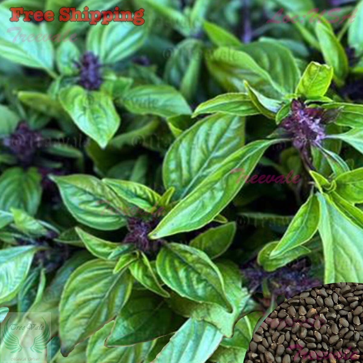 Cinnamon Basil Seeds | NON-GMO