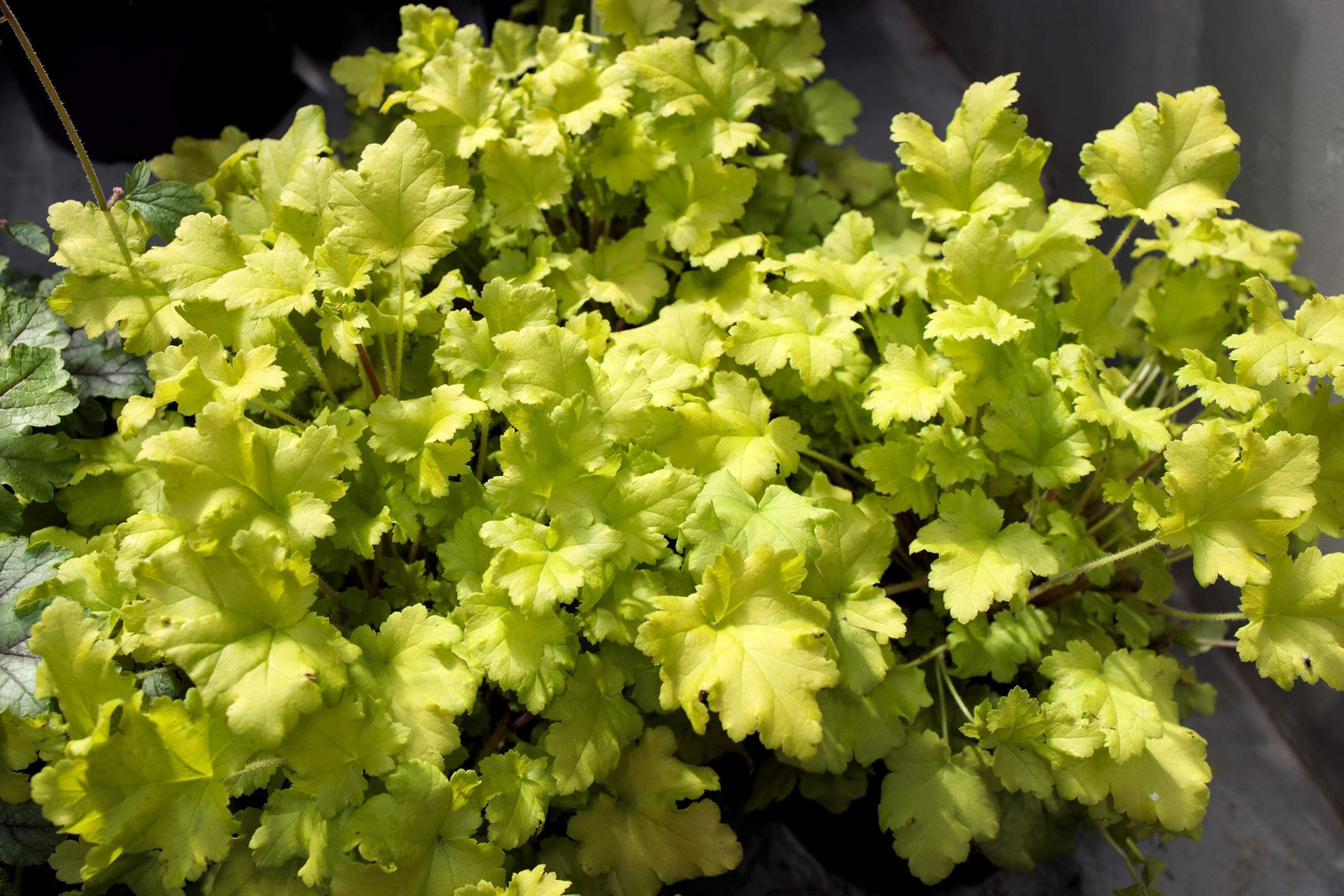 1200 MIXED COLORS CORAL BELLS HEUCHERA Shade Flower Seeds *Flat S/H