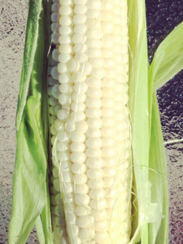 SCARBOROUGH SEEDS 25 SEEDS WHITE CORN (SILVER KING) HYBRID NON-GMO USA
