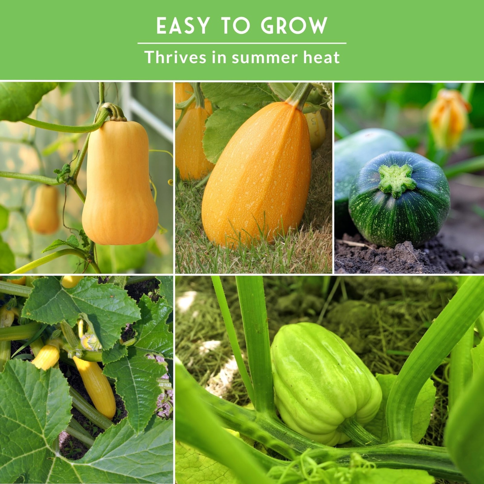 Heirloom Squash Seeds Variety Pack 5 NonGMO Summer & Winter Types