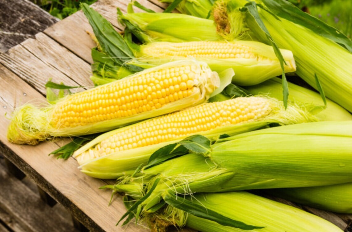 500+ Sweet Golden Bantam Corn Seeds – Heirloom – Organic – NON GMO ——- FRESH