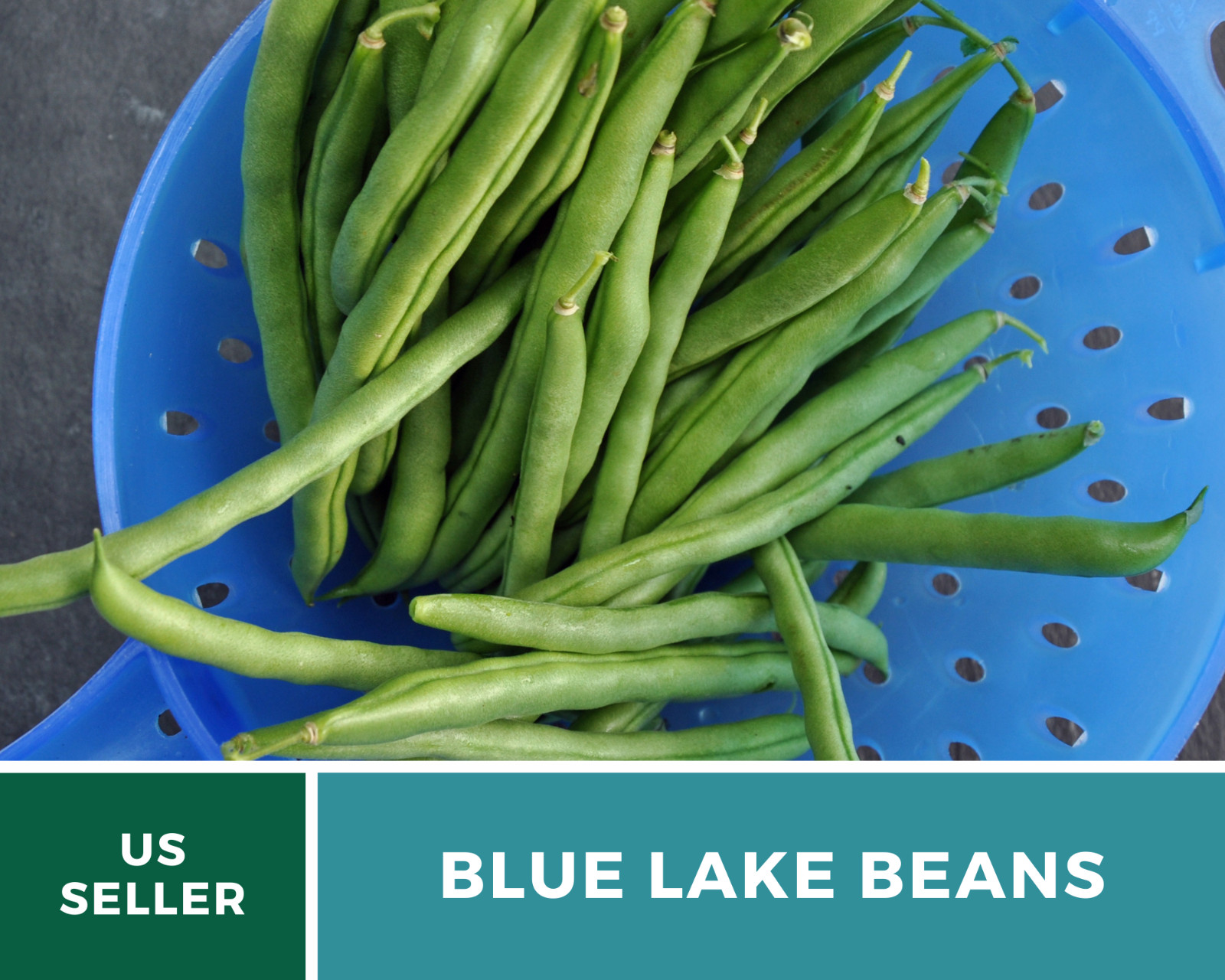 Bean, Blue Lake – 50 Seeds, Pole, Heirloom Vegetable (Phaseolus vulgaris)