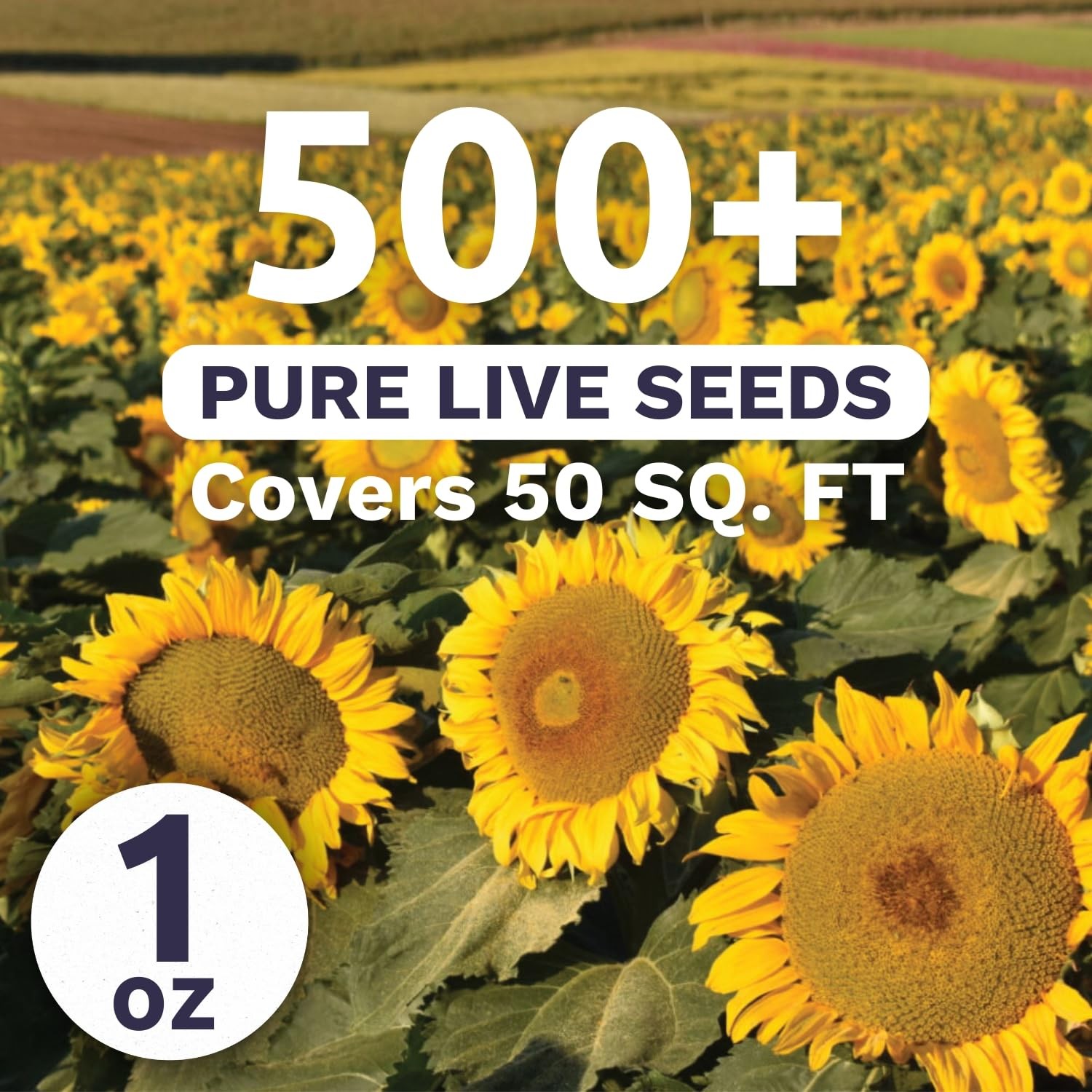Dwarf Sunspot Sunflower Large 1 Ounce Packet 500 Flower Seeds for Planting …