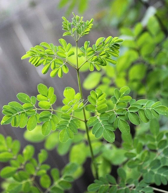 Moringa oleifera PKM1 | Drumstick & Horseradish & Benzoil Tree | 5_Seeds