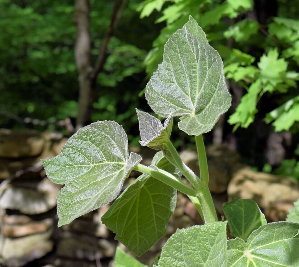40 Heirloom Tropical Seeds -Empress Tree -Collectors Choice Paulownia