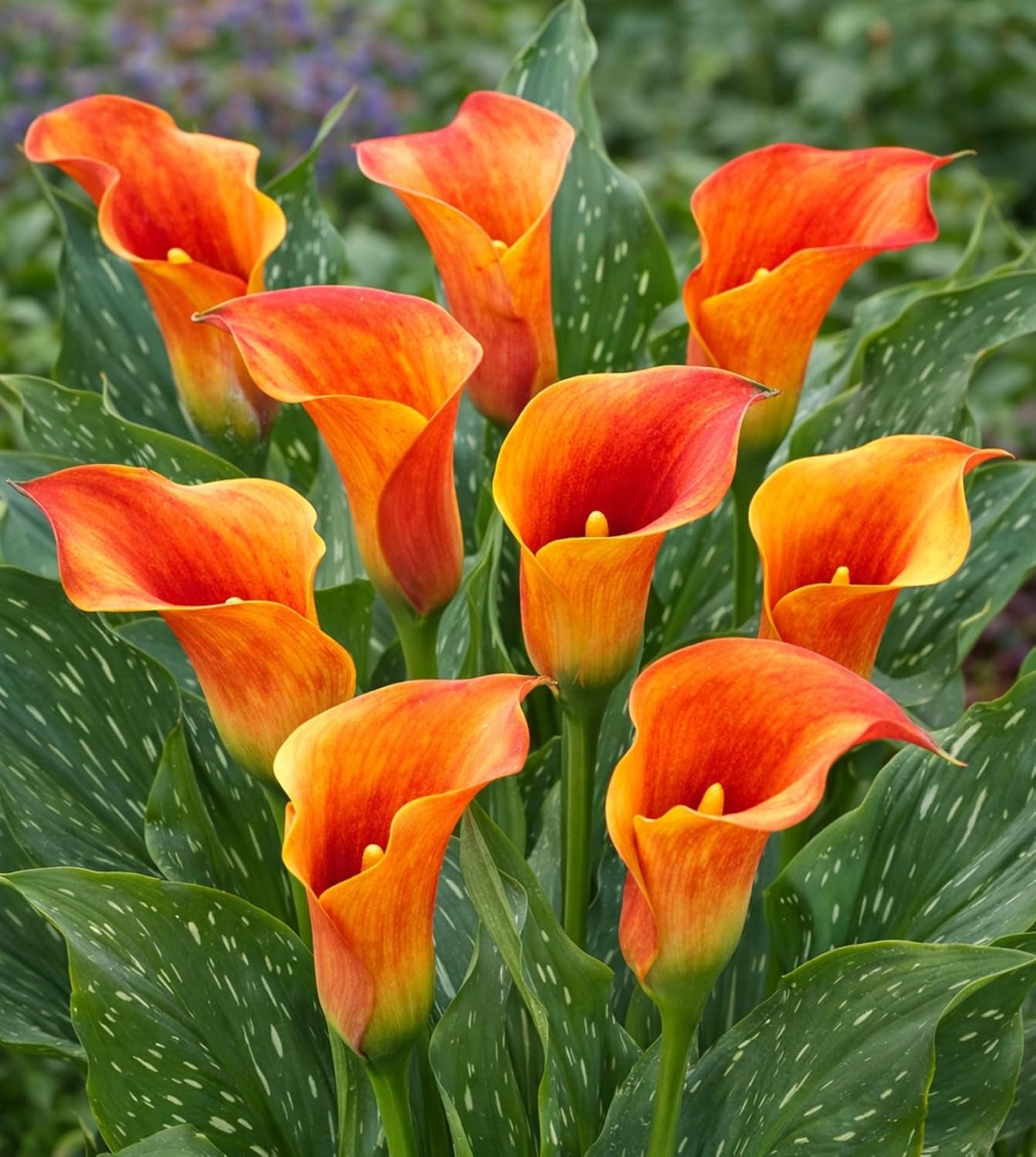Flame Calla Lily Bulbs – Fiery Orange & Red Bicolor Blooms- Cut Flowers(5 Bulbs)