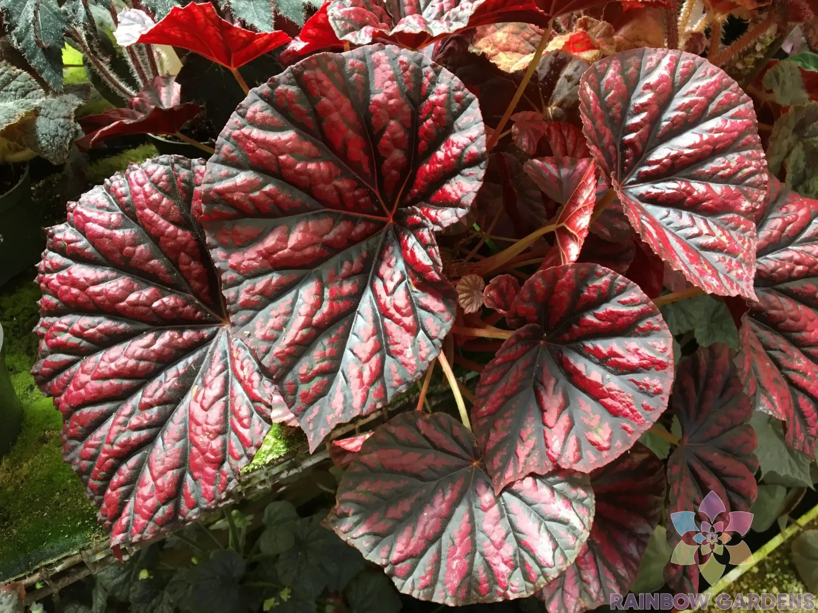 25+ Rhizomatous Begonia Seeds for Garden Planting – USA – FREE SHIPPING!