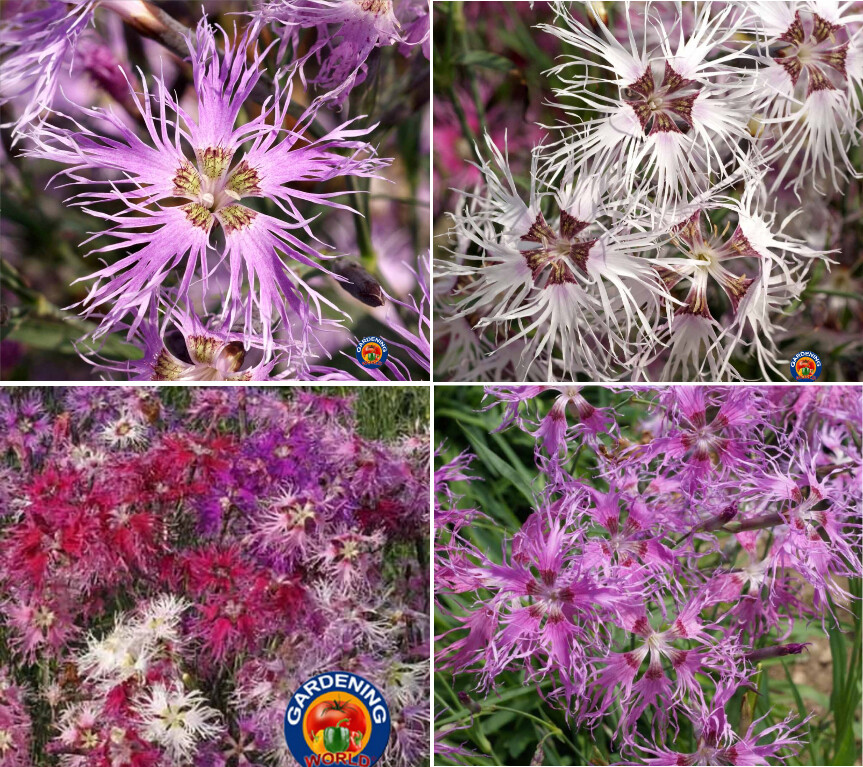 1oz Dianthus Rainbow Loveliness Mixed Flower Seeds (50,000+ Seeds)