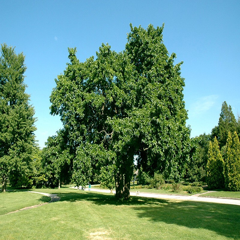 20 OSAGE ORANGE Tree Seeds (Maclura Pomifera) Hedge Apple Fast Hardy Monkey Ball