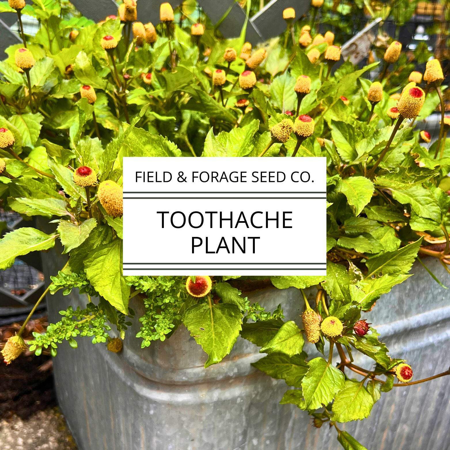 Toothache Plant | Acmella oleracea | Natural Numbing Herb | Medicinal & Ornament