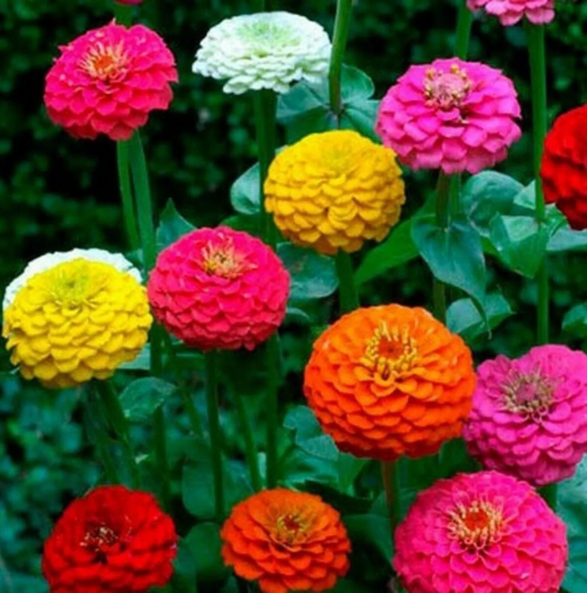 200+ CUT AND COME AGAIN ZINNIA SEEDS – FLOWERS —– BUTTERFLIES – HUMMINGBIRDS