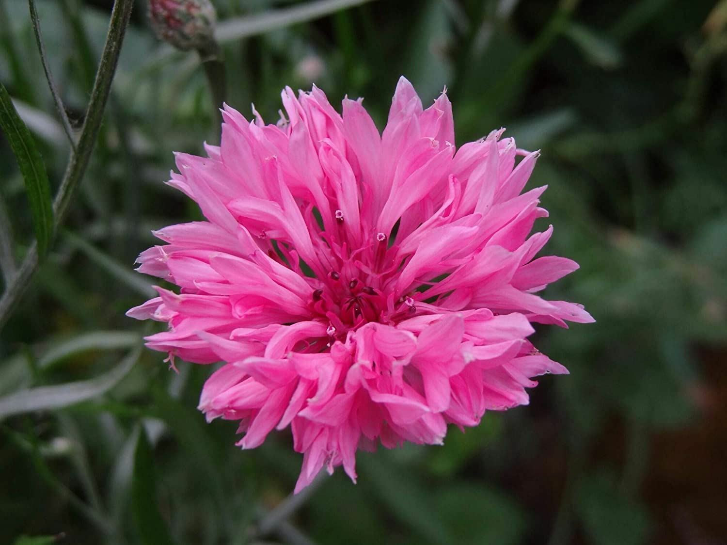 Bachelor Button Seeds, Tall Pink Flower Seeds,”COOL BEANS N SPROUTS”