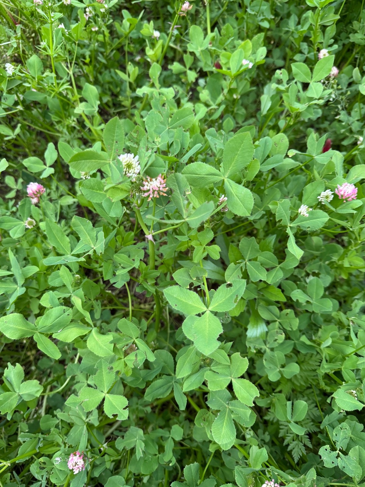 Annual Clover Food Plot Seed Mix Fast growth Big tonnage – Spring/Fall 1/2 Acre