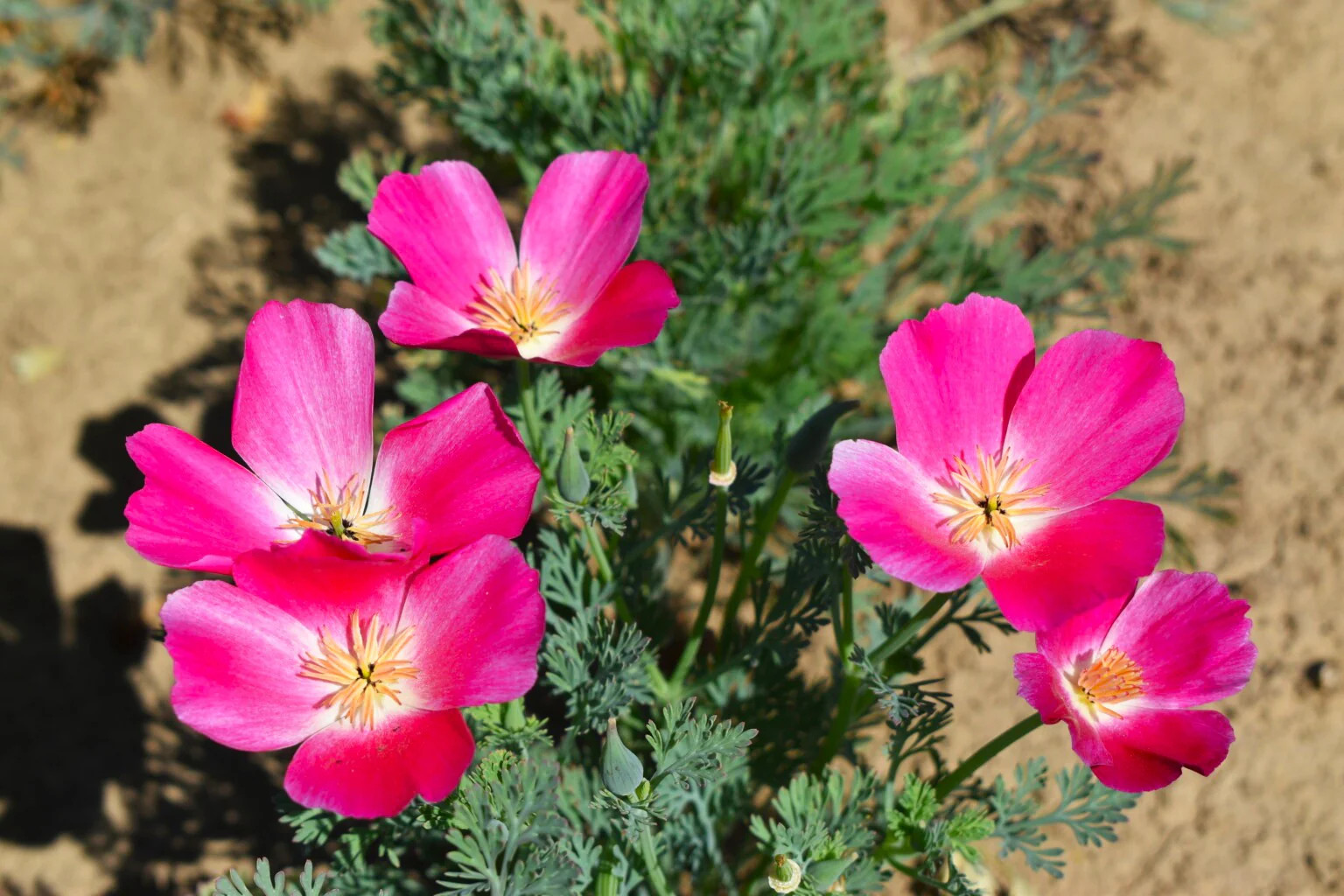 Carmine California Poppy Seeds | Pink Rose Purple Flower Seed 2024 Fast Shipping