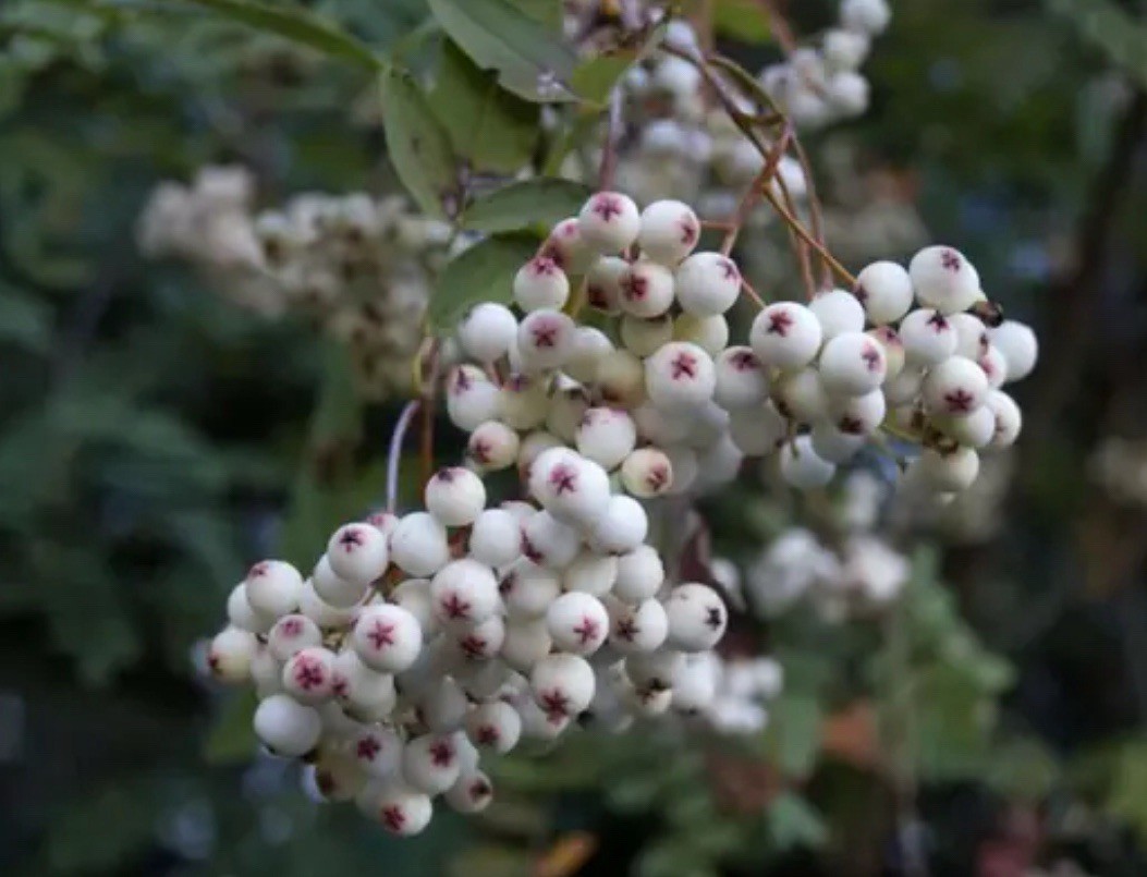 1 yo 6-12” tall Sorbus Cashmiriana Kashmir Rowan Tree white fruits grafted plant