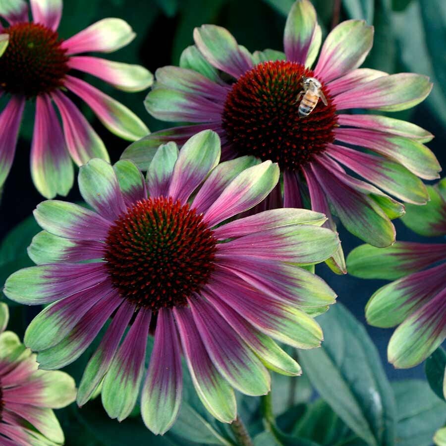 Rare Echinacea: A Delightful Long-lived Coneflower for Pollinators