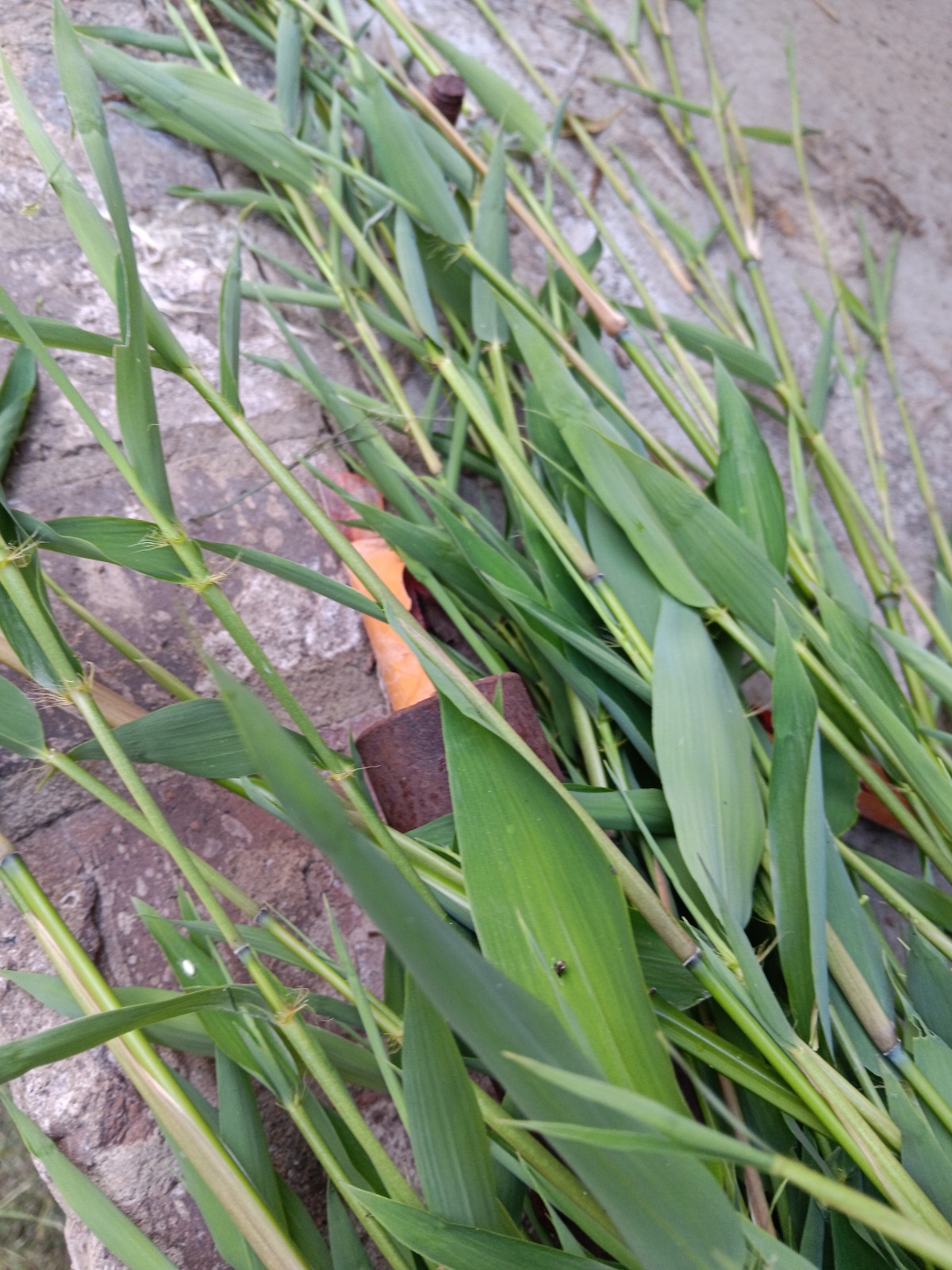 Bamboo Plants Live Starter Plant 10 Rizomes Organic Aurea Bamboo