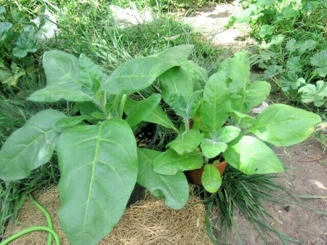 301+MIDEWIWAN Sacred TOBACCO Seeds Native Wildflower Herb Container Garden Easy