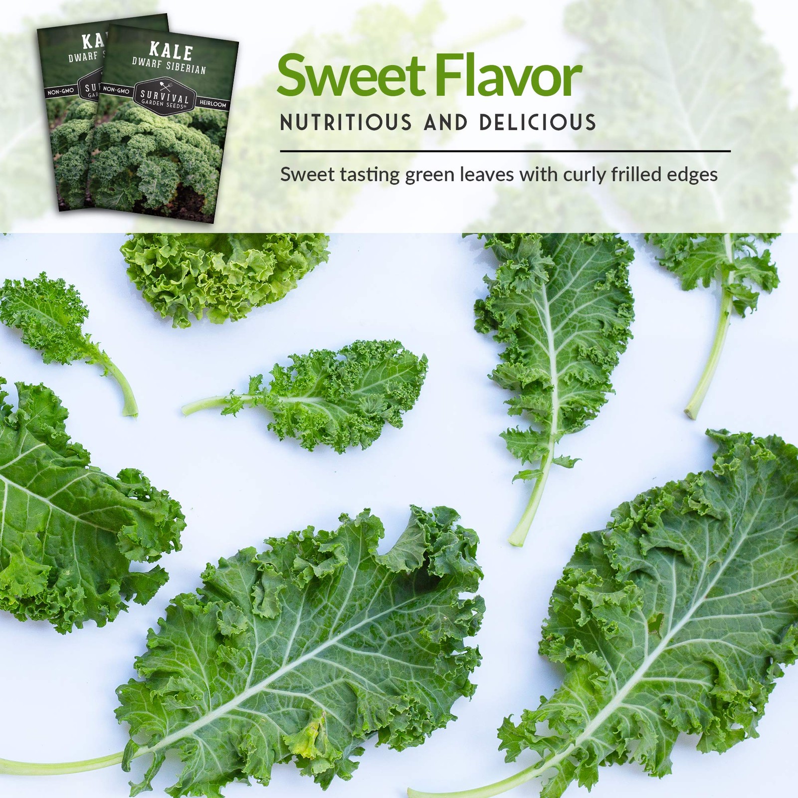 Dwarf Siberian Kale Seeds – Heirloom Baby Kale – Cold Hardy, Heat Tolerant –