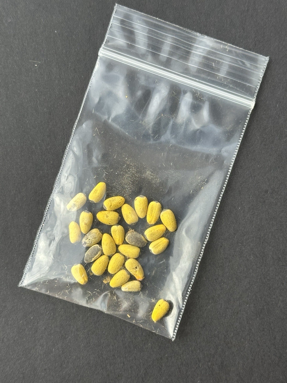25Pcs Brachychiton Rupestris Seeds | Fresh Queensland Bottle Tree Seeds