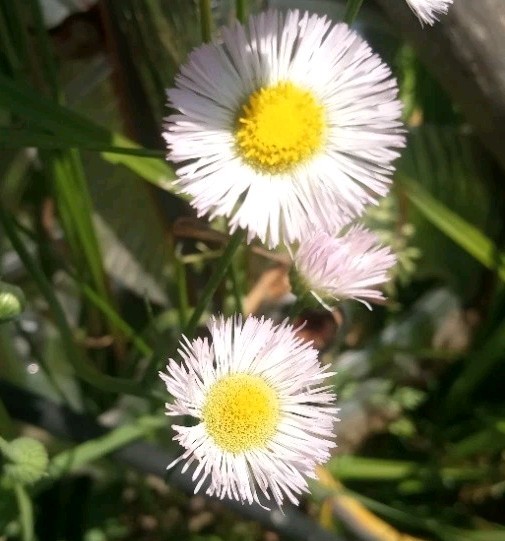 Philadelphia Fleabane Seeds Erigeron Philadelphicus Native Daisy Wildflower 500+