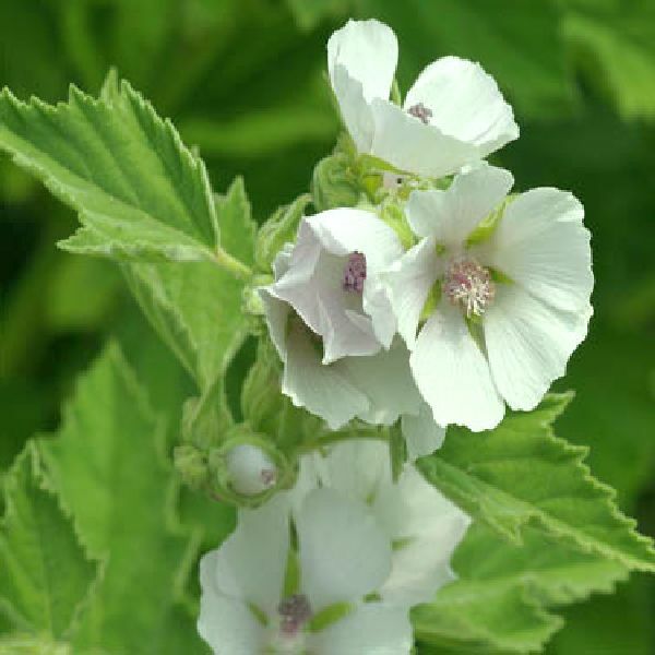 50 Seeds of Marsh Mallow (Althaea Officinalis) E198 – US Seller