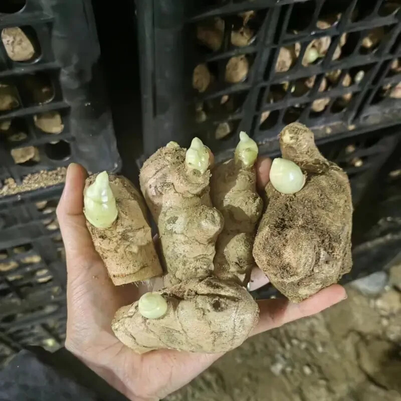 10 pcs Ginger Seeds 生姜种子
