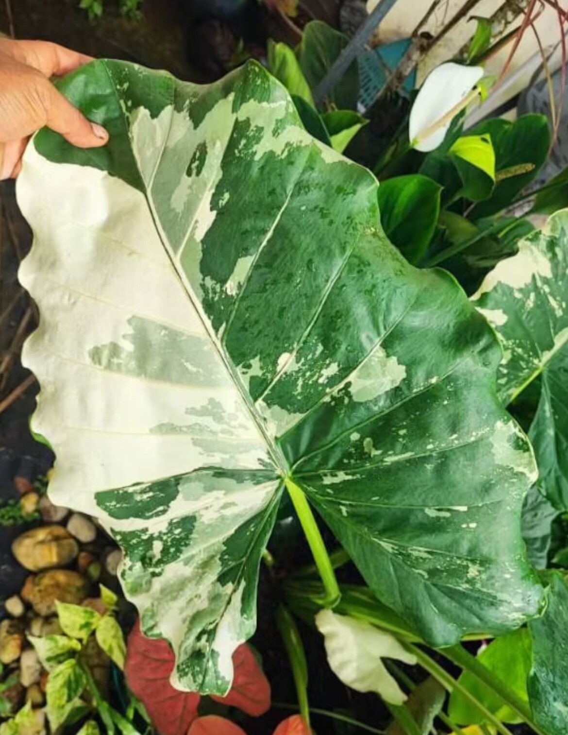 AUTHENTIC Alocasia Macrorrhiza variegata 1 bulbs