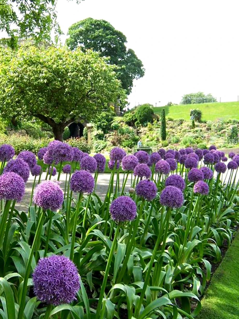 10 PURPLE SENSATION SEEDS (Allium aflatunense) LARGE 4-6″ FLOWERS Butterflies