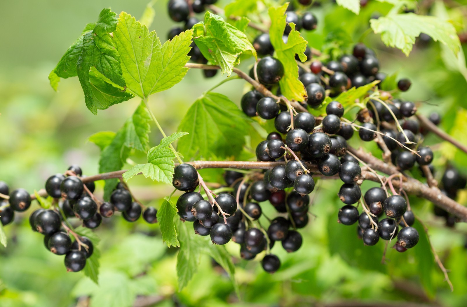 red flowering currant 500 seeds, tasty edible berries ribes sanguineum