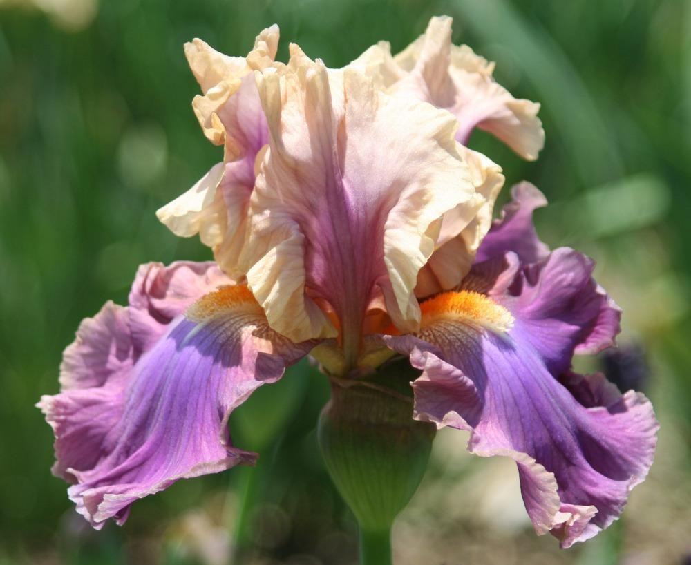 1 Tall Bearded Iris Rhizome/Bulb~CHASING RAINBOWS~Perennial Flowers~Multicolored