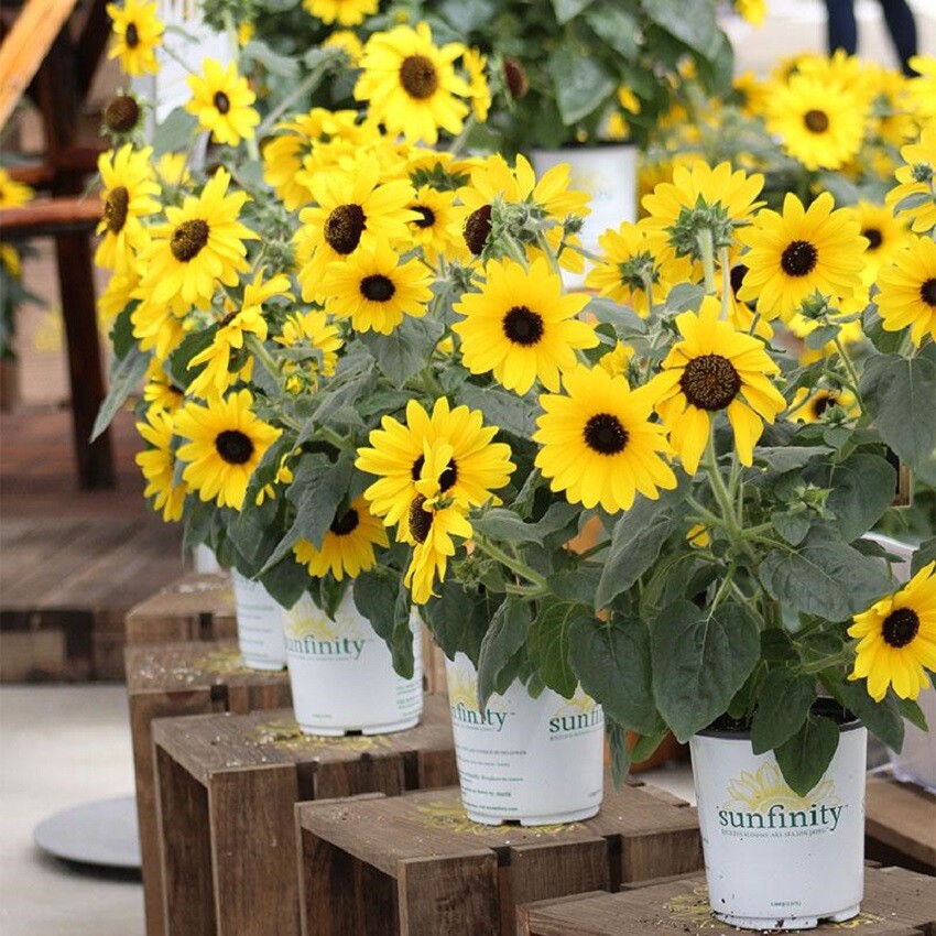 BIN1-D1 Sunflower Seeds Sunfinity Sunflower F1 Hybrid 15 Seeds