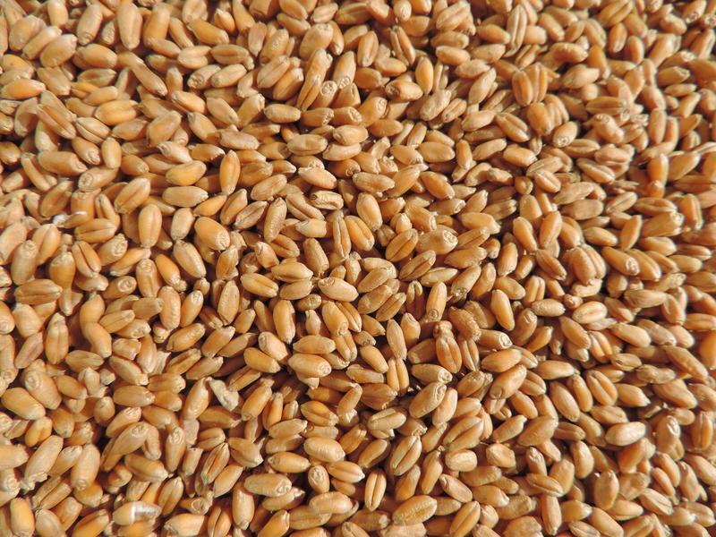 Non GMO Wheat Seed, WheatGrass CatGrass, Wheat Juice, 1lb, 2lb, or 10lb