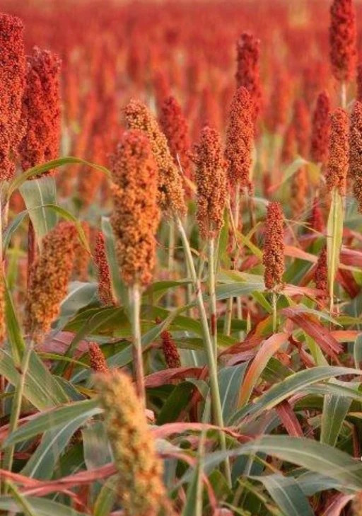 Sorghum – Rox Orange Syrup Cane Seeds – 1 Oz. (1400 Seeds) Broom Corn